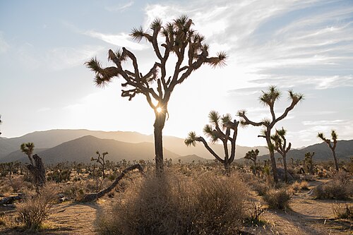 Inland Empire (California)
